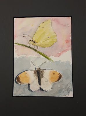 Horseexplore Fjärilar originalakvarell av Anette Kynman