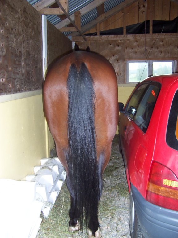 Horseexplore webbutik montéhästen Ajax parkerad i carport hos Kerstin Kemlén